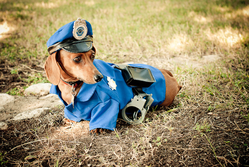 Small Dog Police Cop Costume