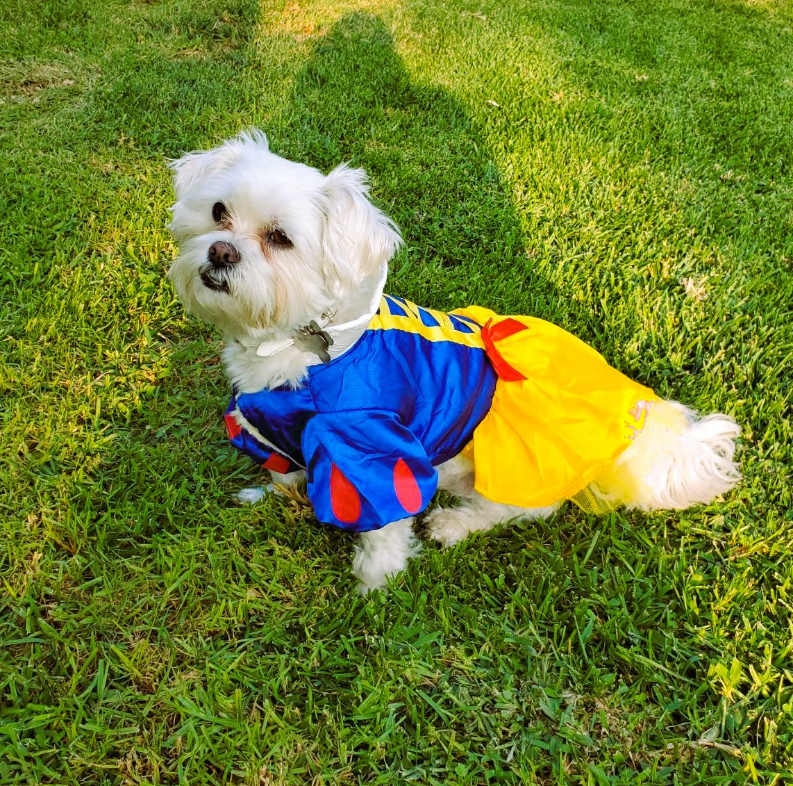 Small Dog Costume Snow White