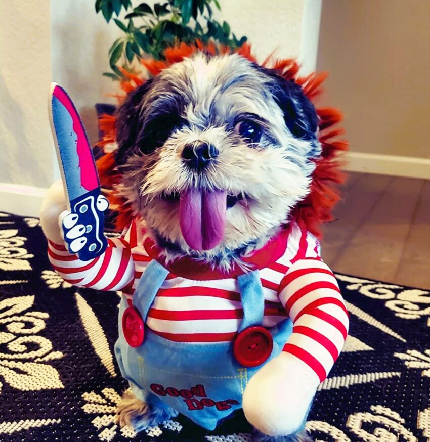 25 Best Small Dog Halloween Costumes.