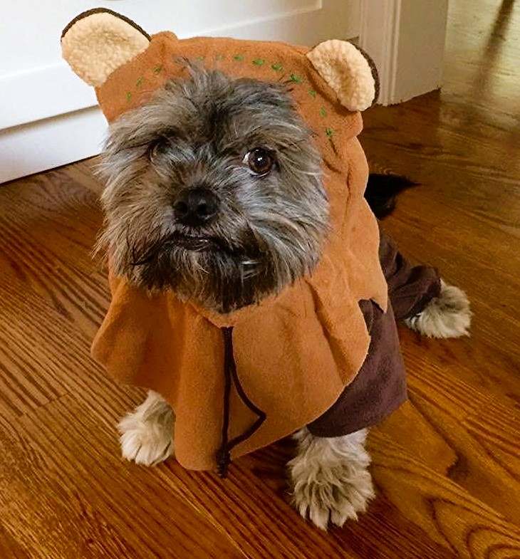 Small Dog Costume Ewok