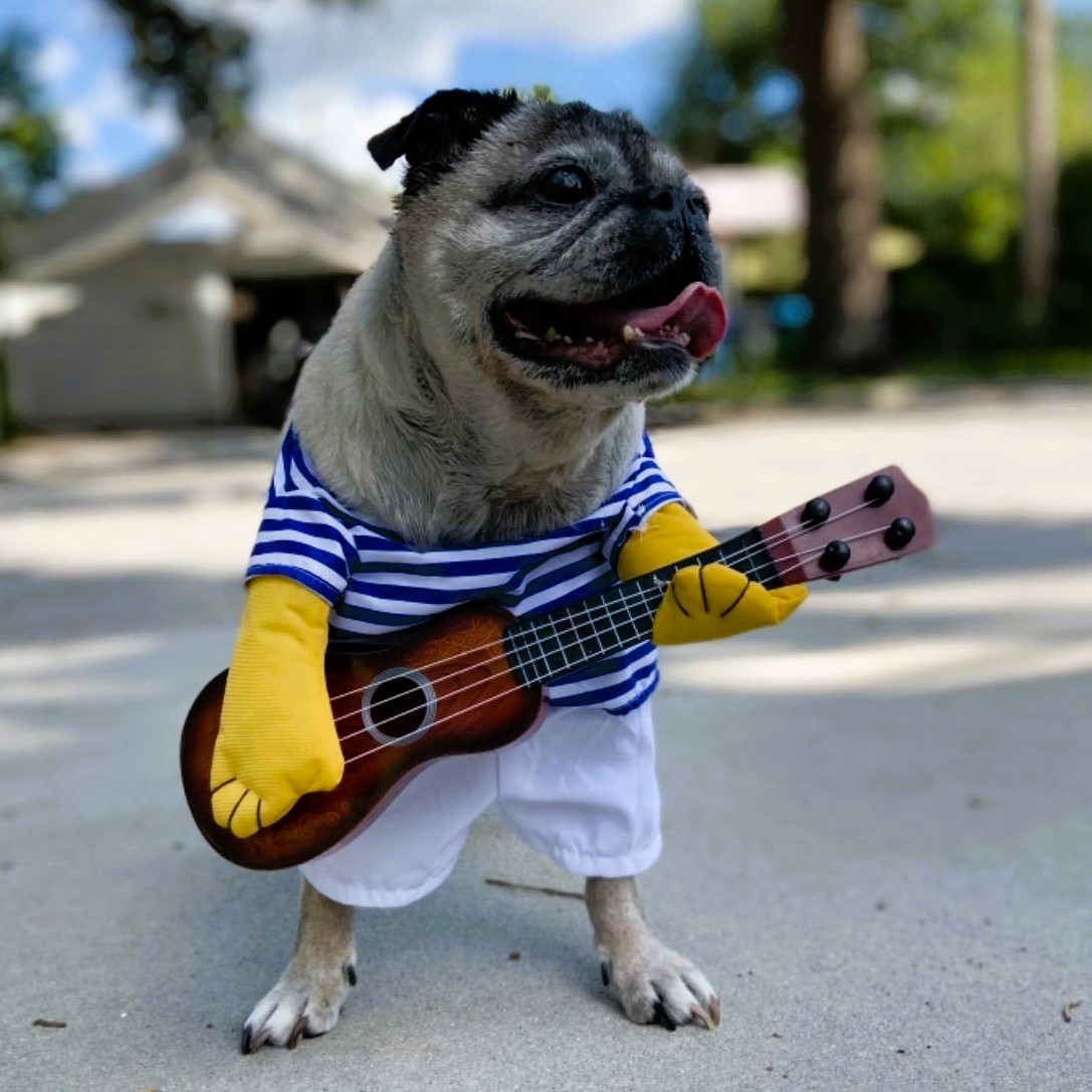 Small Dog Costume Guitar Player