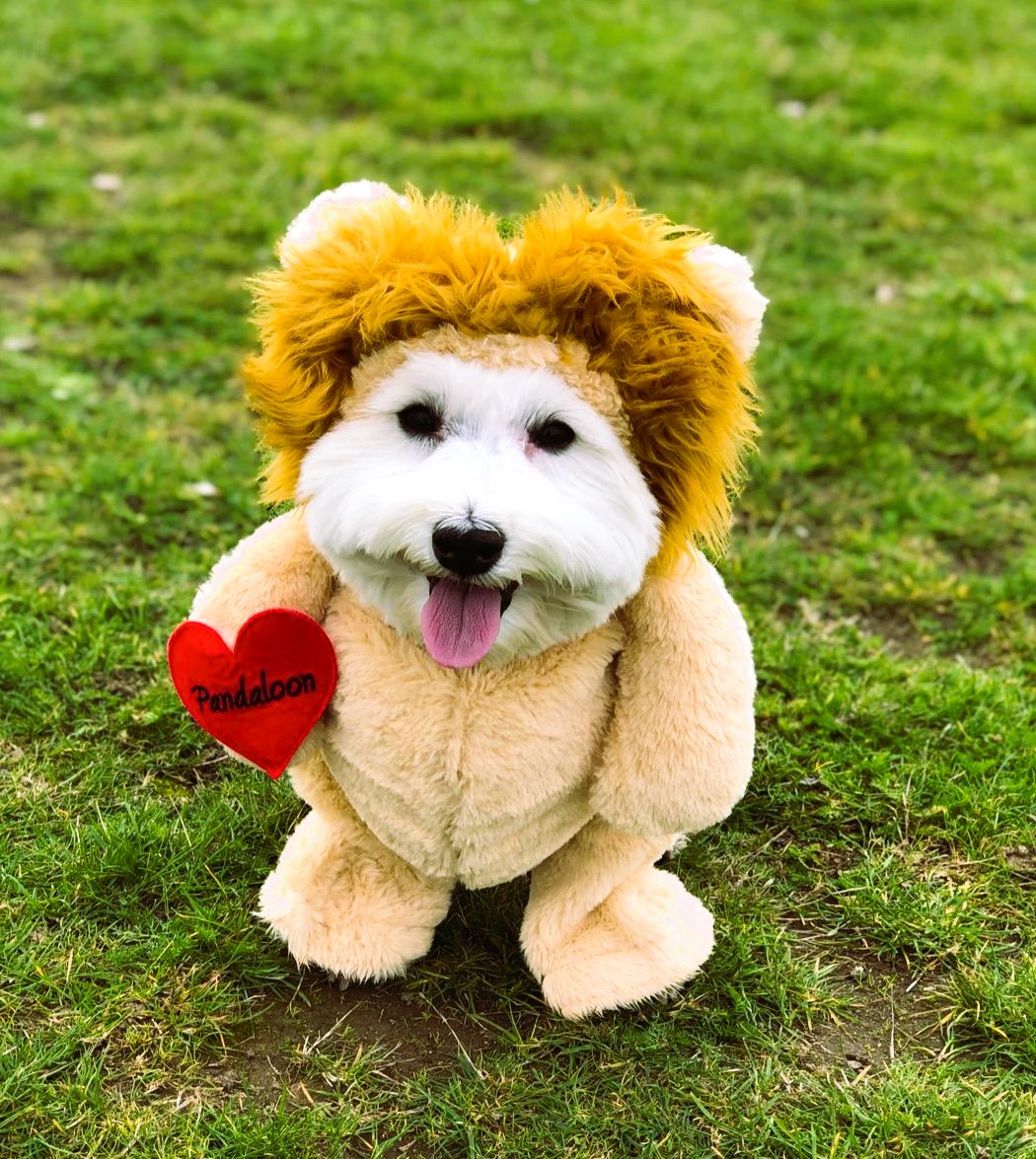 Small Dog Costume Teddy Bear