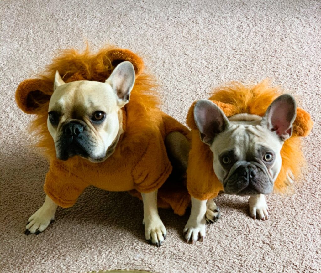 Dog Lion Costume Small