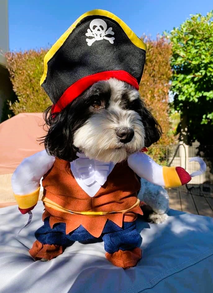 Small Dog Pirate Costume