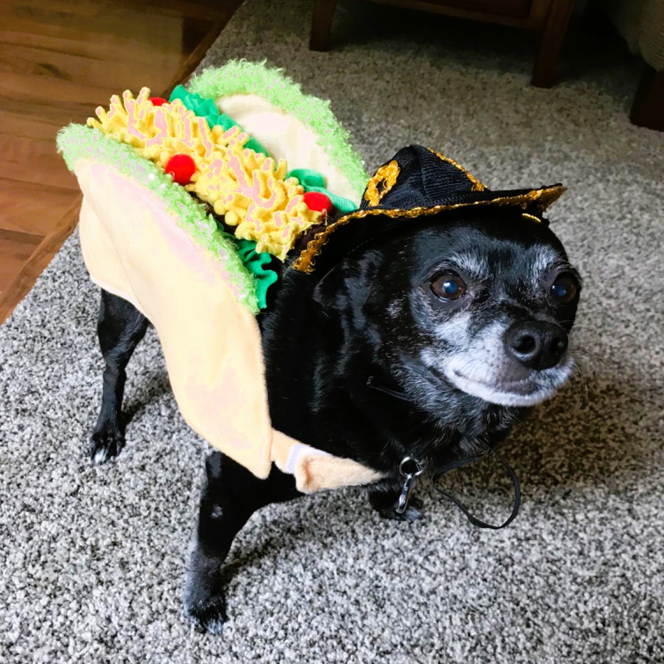 Small Dog Taco Costume