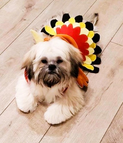 Small Dog Turkey Costume