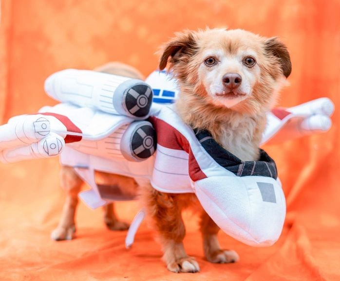 Star Wars Dog Costume X-Wing