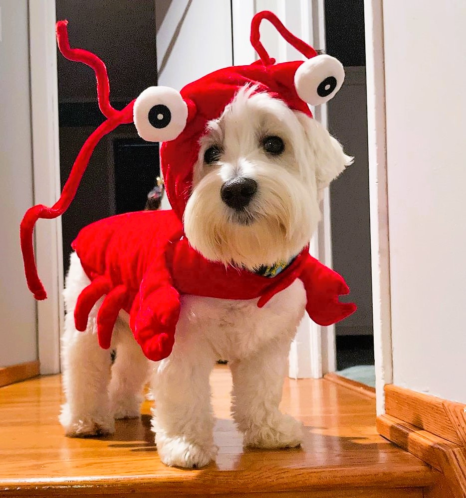 Westie Halloween Costume Lobster