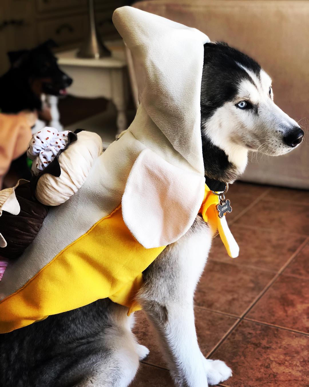 cute Halloween costume for huskies banana sundae