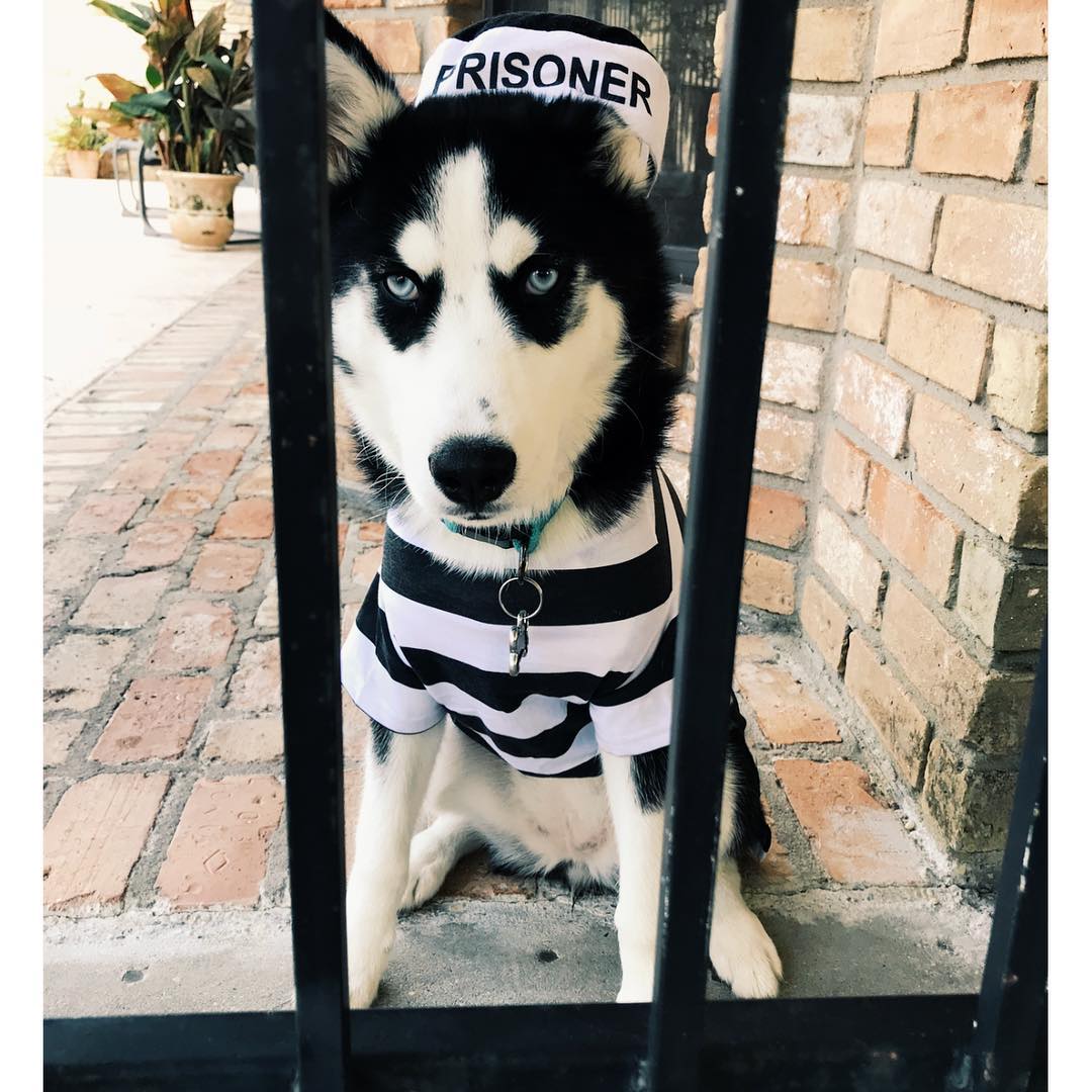 Halloween costumes for Huskies Prisoner