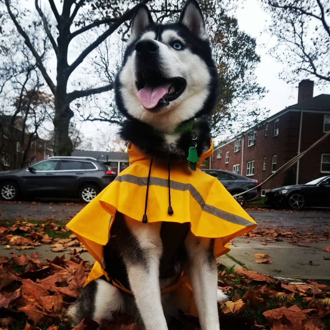 Husky Halloween Costume Georgie from IT