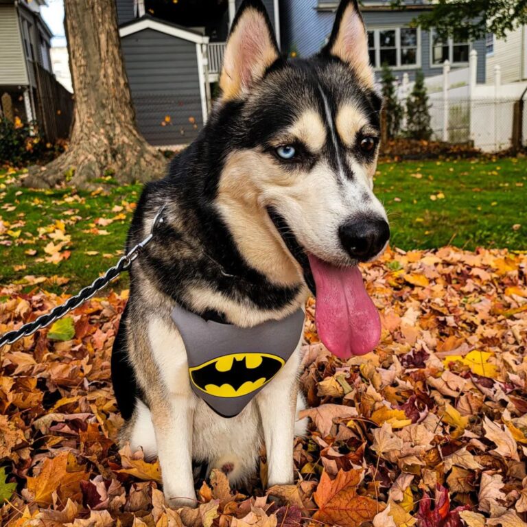 22 Awesome Halloween Costumes for Huskies