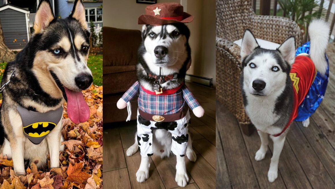Amazing Halloween Costumes for Huskies.