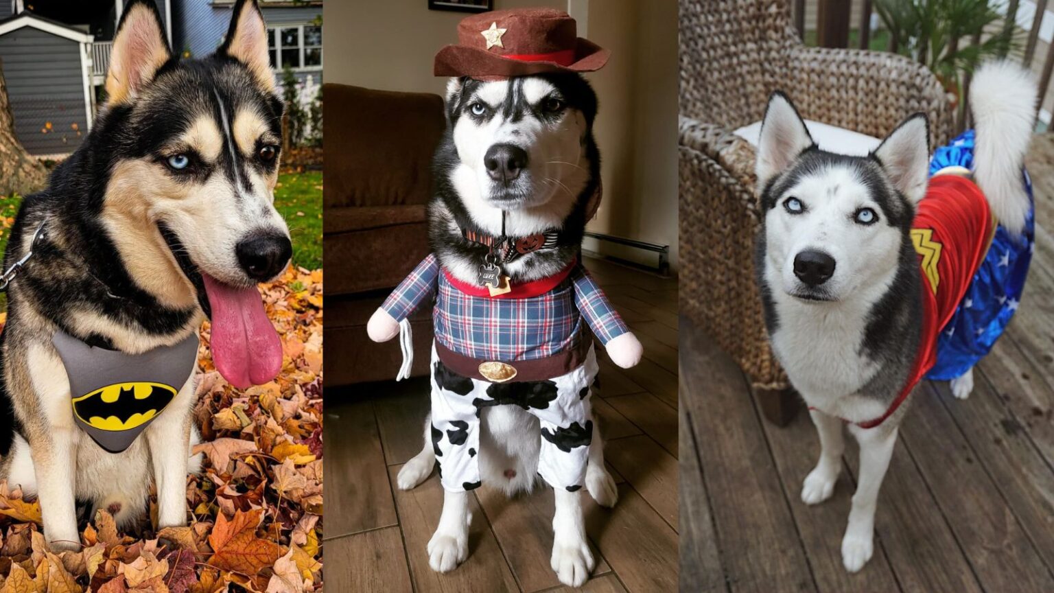 Amazing Halloween Costumes for Huskies.