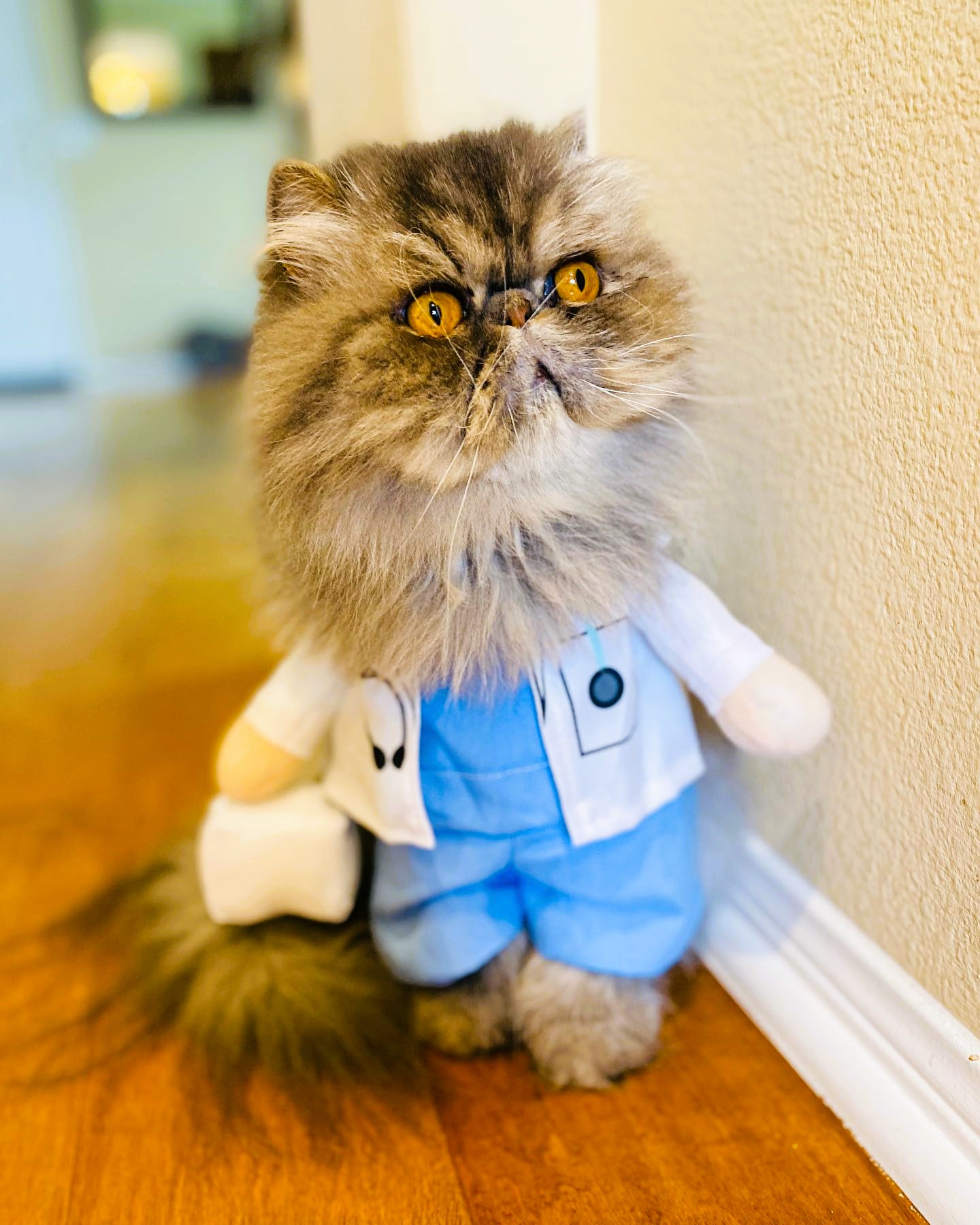 cat doctor costume