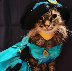 cat Jasmine costume