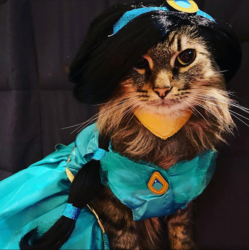 cat Jasmine costume