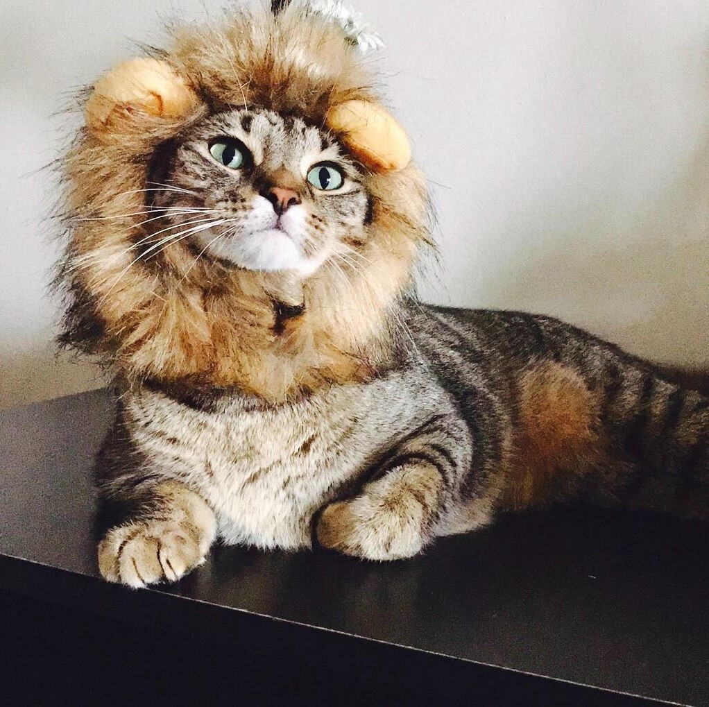 Cat Lion Costume
