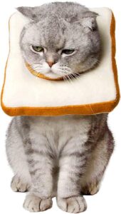 funny cat toast costume