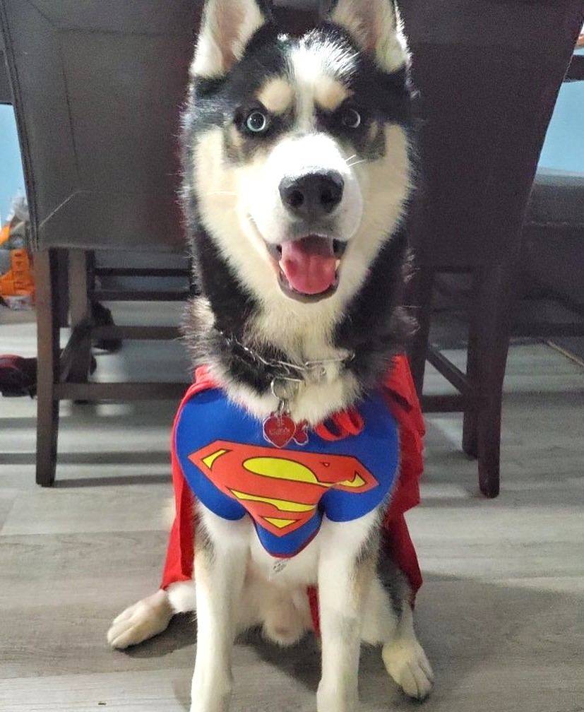 husky Halloween costume Superman