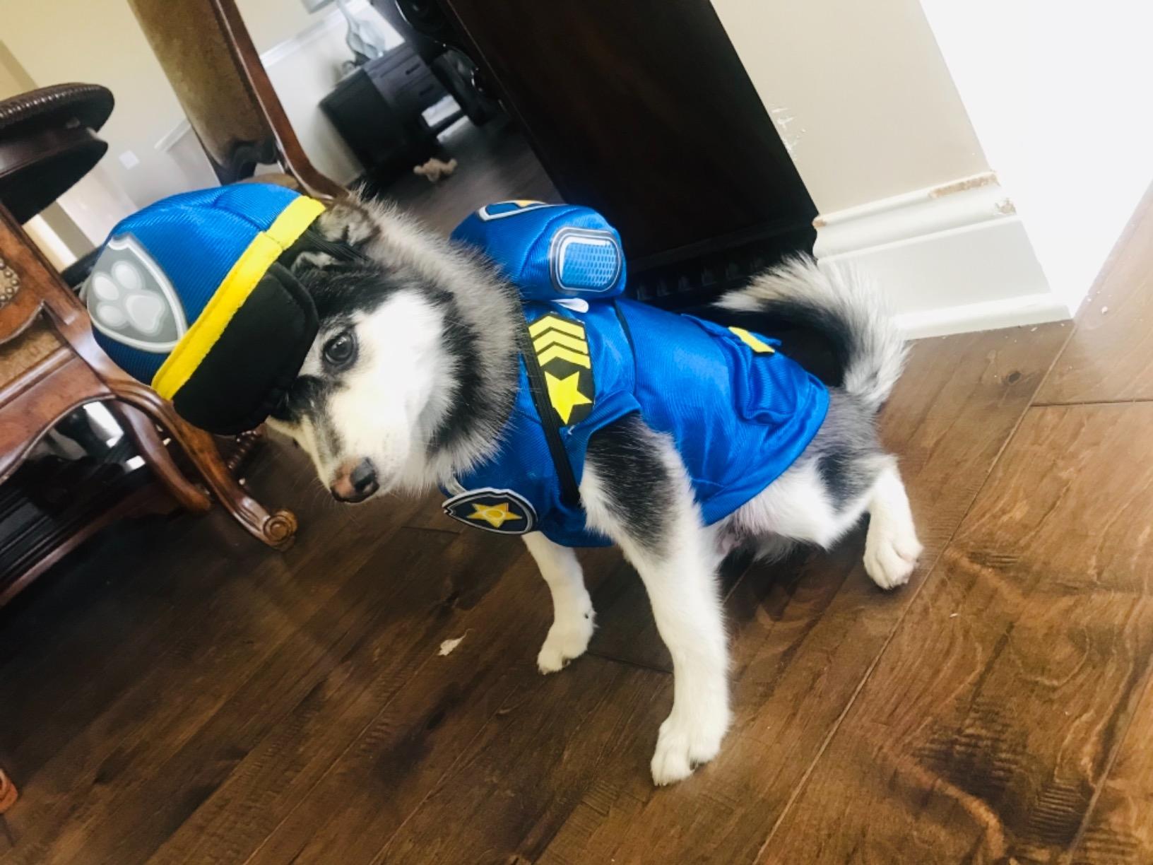 Husky Costume Police