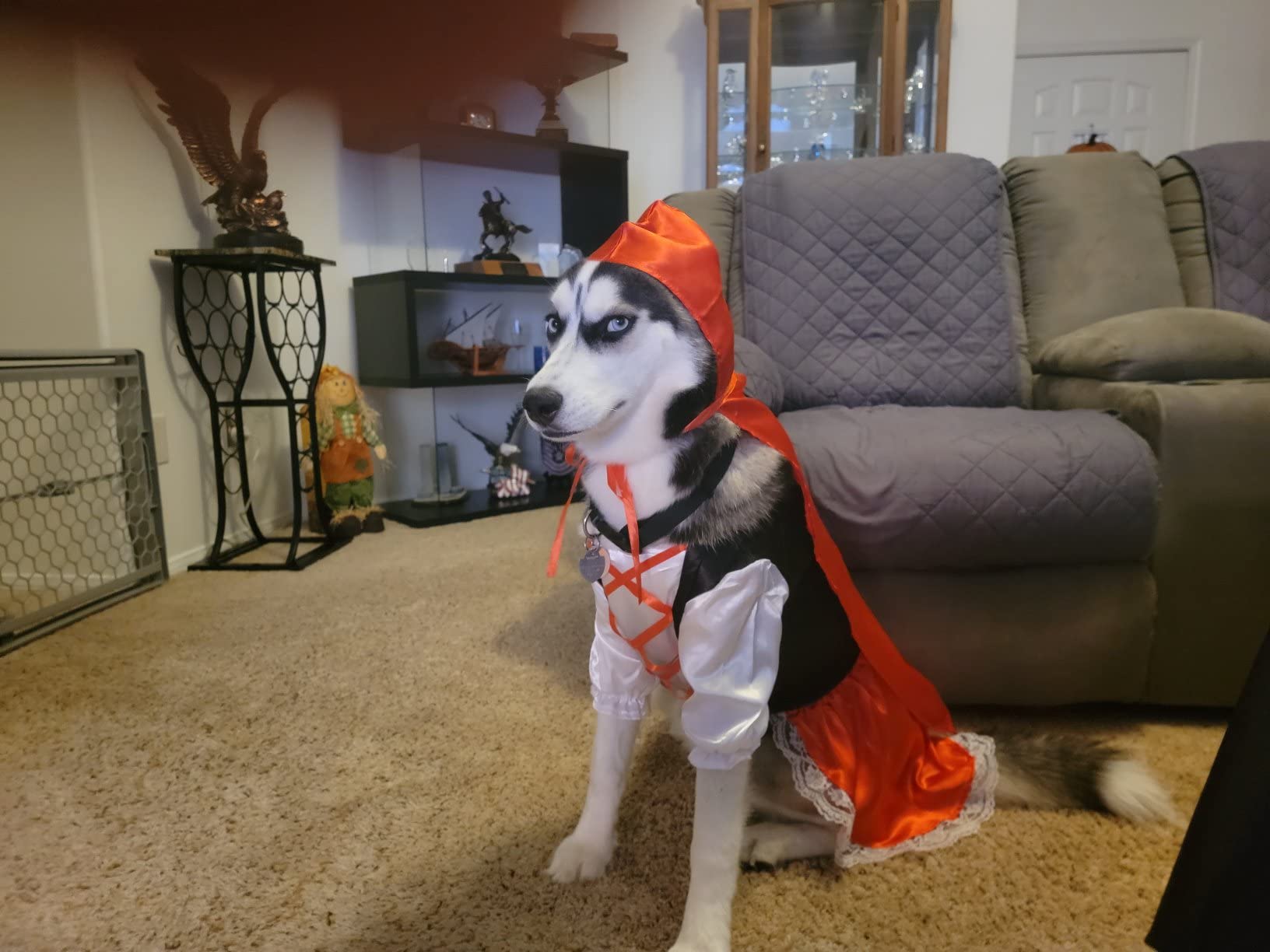 Husky costume little red riding hood