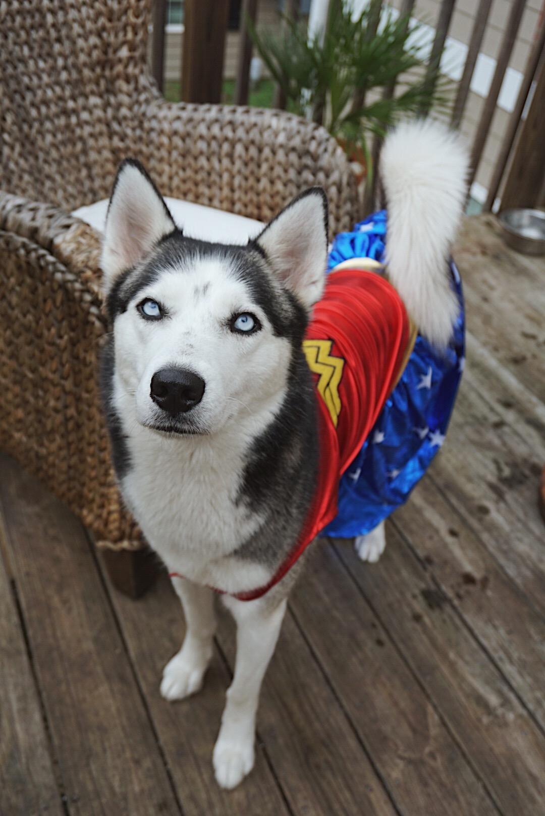 Halloween costumes for huskies Wonder Woman