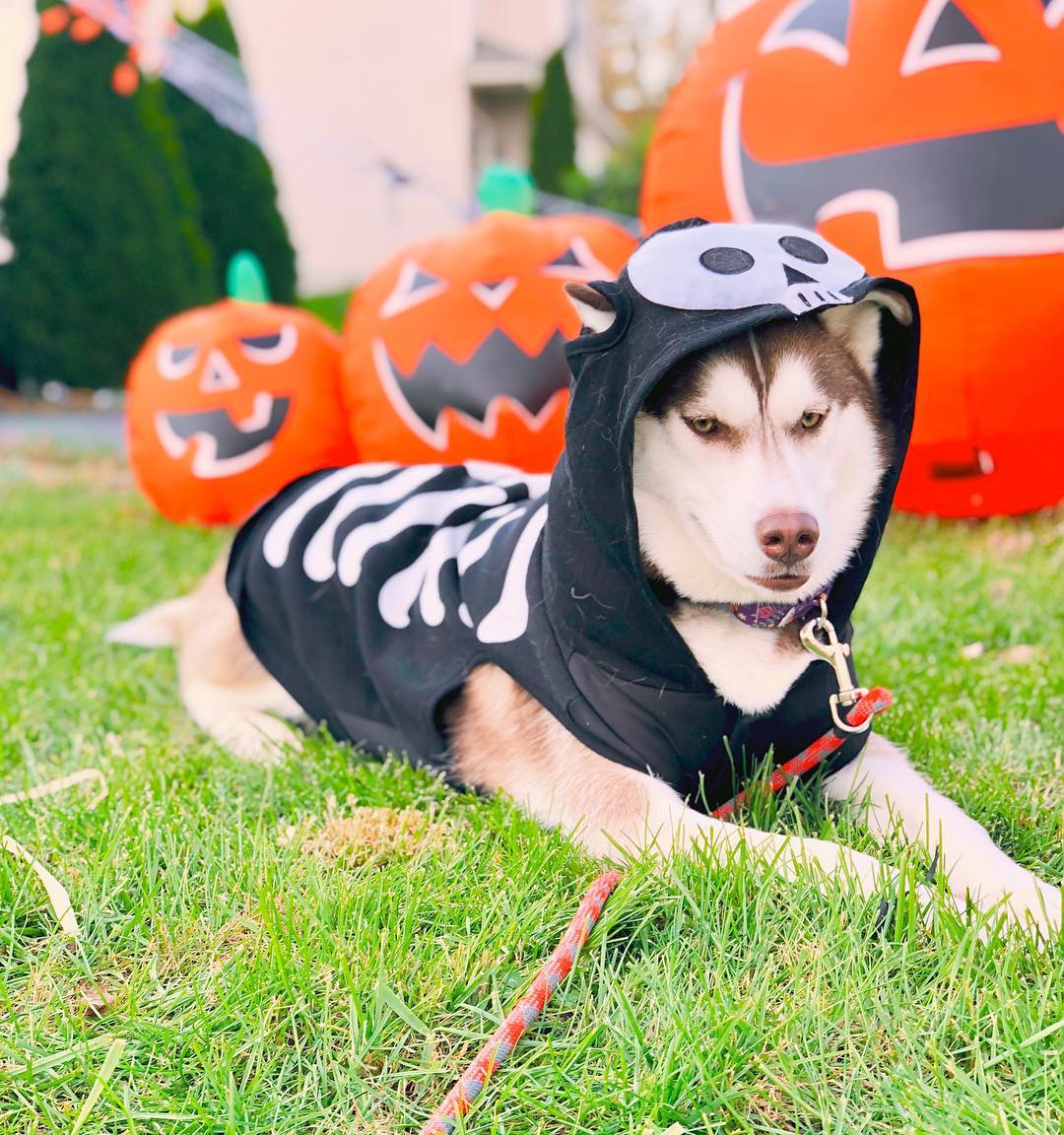 Husky dog Halloween costume skeleton