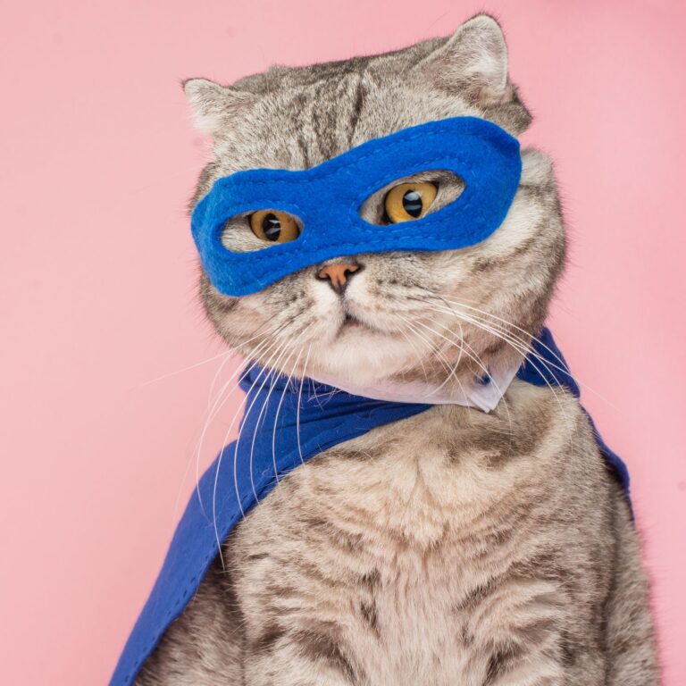 25 Purr-fect Cat and Owner Halloween Costumes