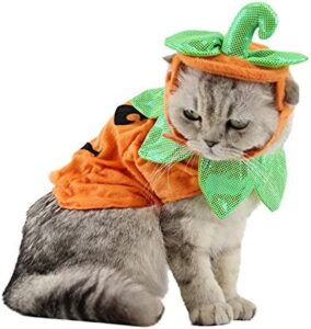 cat pumpkin costume