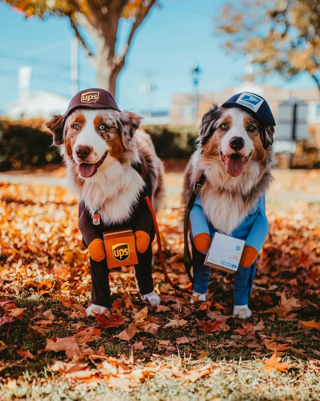 dog duo Halloween costumes on Aussies