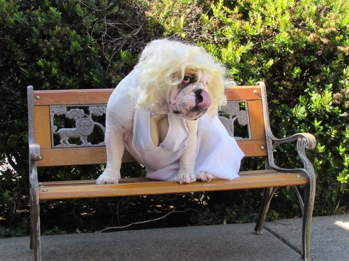 English Bulldog in funny costume + dog Marilyn Monroe costume