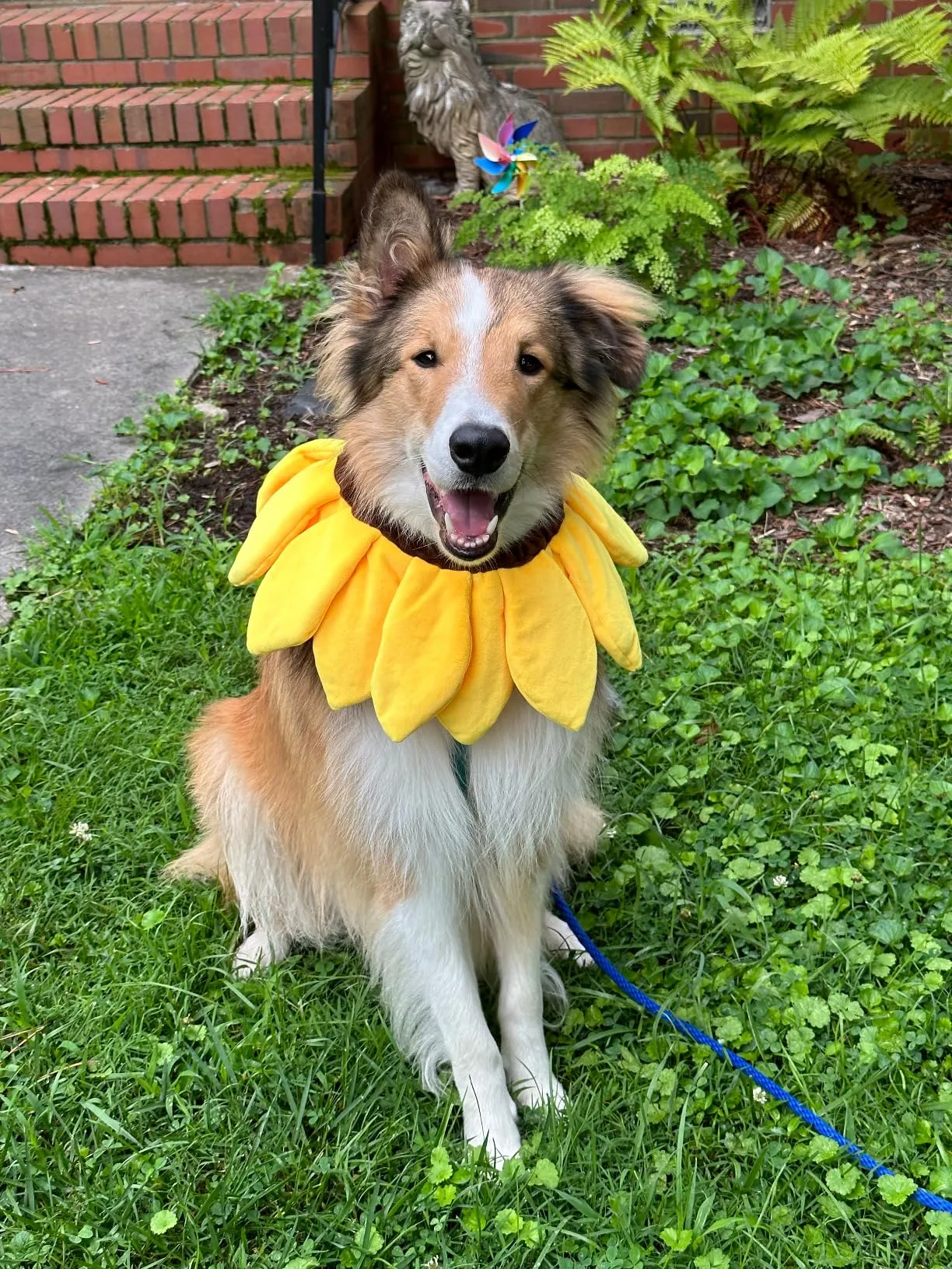 dog sunflower costume