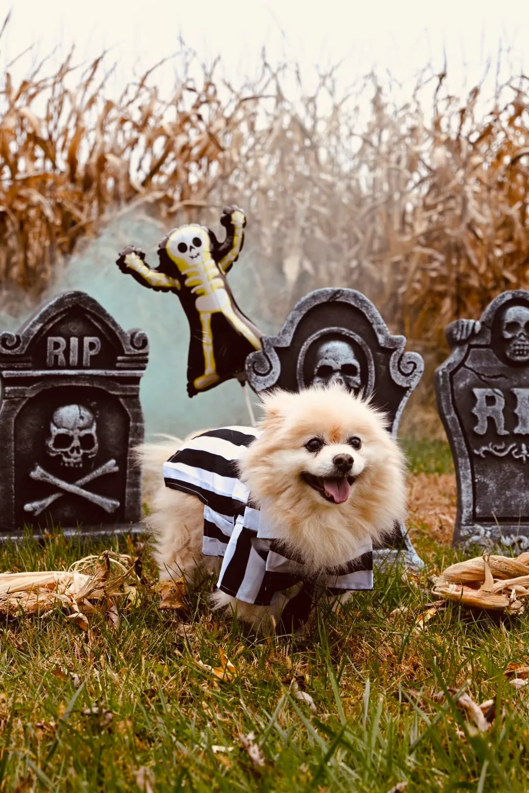 funniest dog costume + Pomeranian in Halloween costume