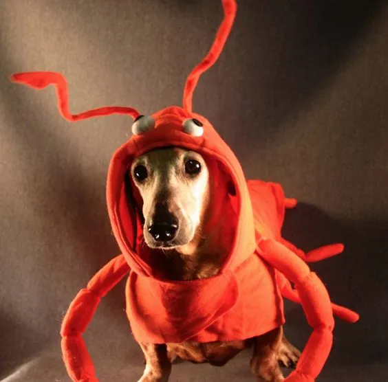 Dachshund Halloween costume + Dachshund in lobster costume