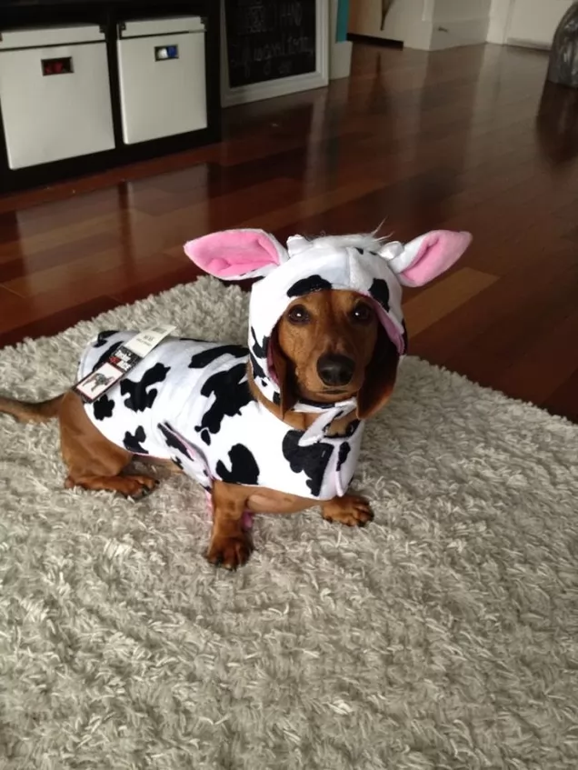 Dachshund Halloween costume + Dachshund in cow costume