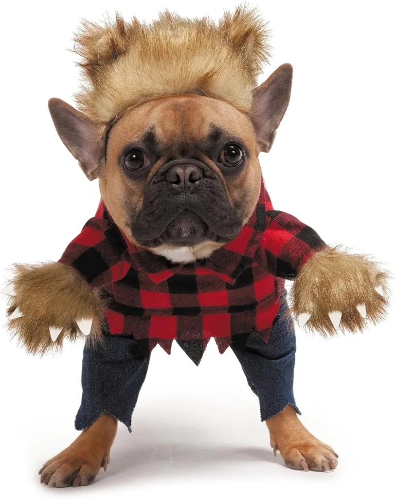 French Bulldog in Halloween costume + werewolf dog costume