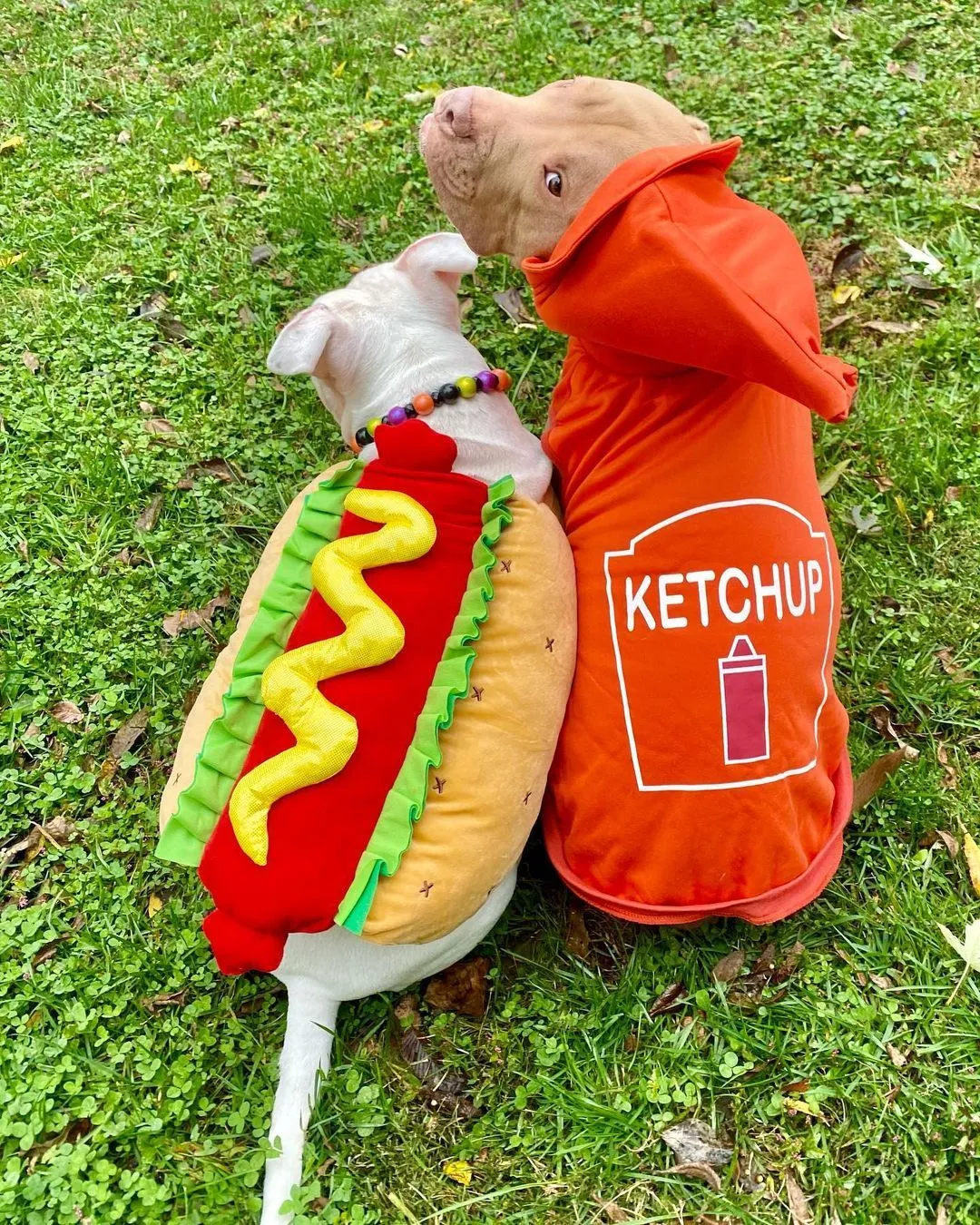 dog duo Halloween costumes + Pitbull Halloween costumes