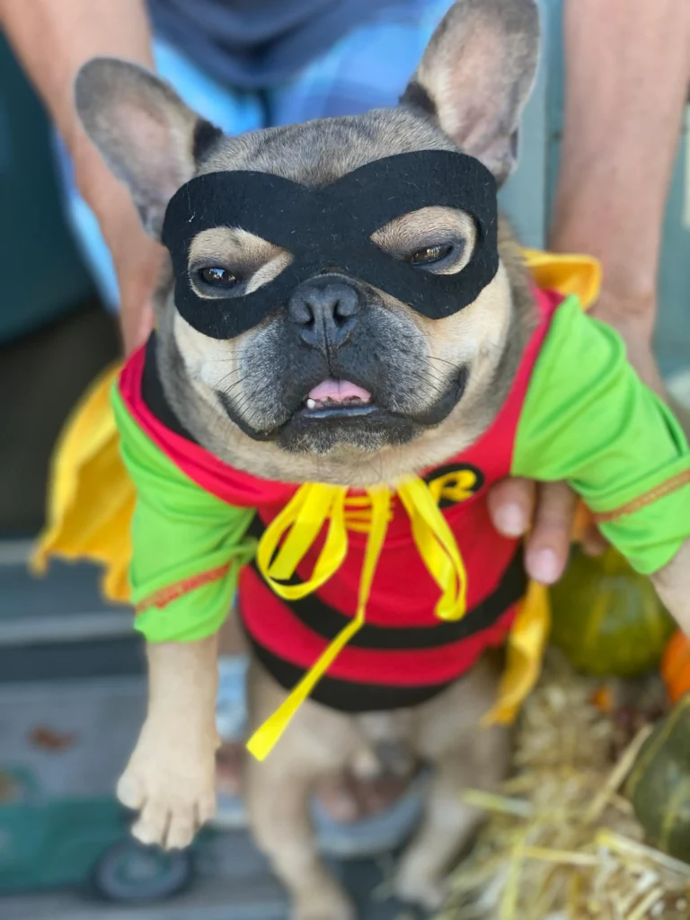 French Bulldog Halloween costume Robin