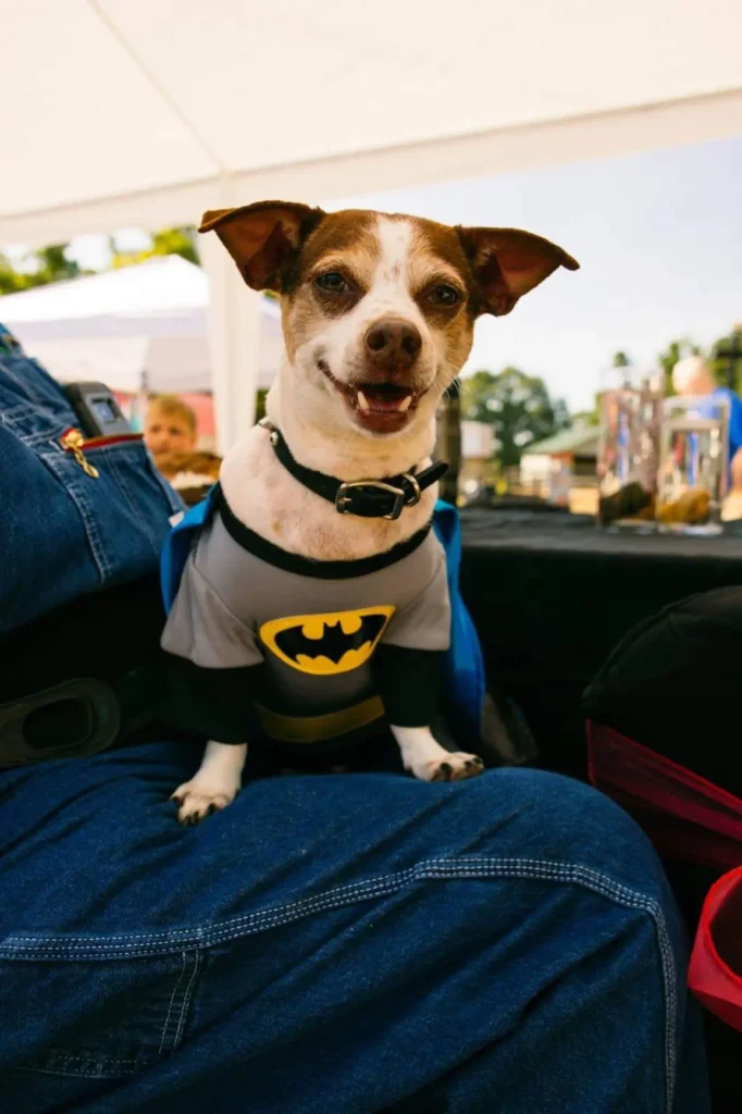 Jack Russell Halloween costume Batman