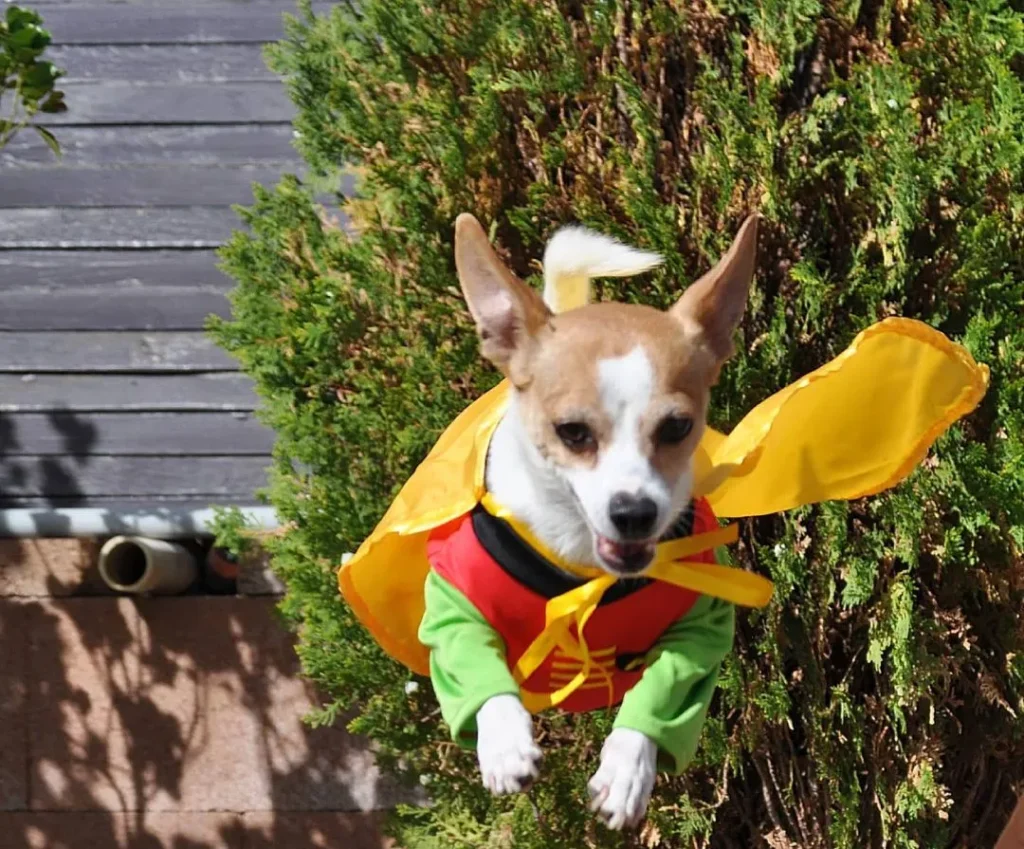 Jack Russell Halloween costume Robin