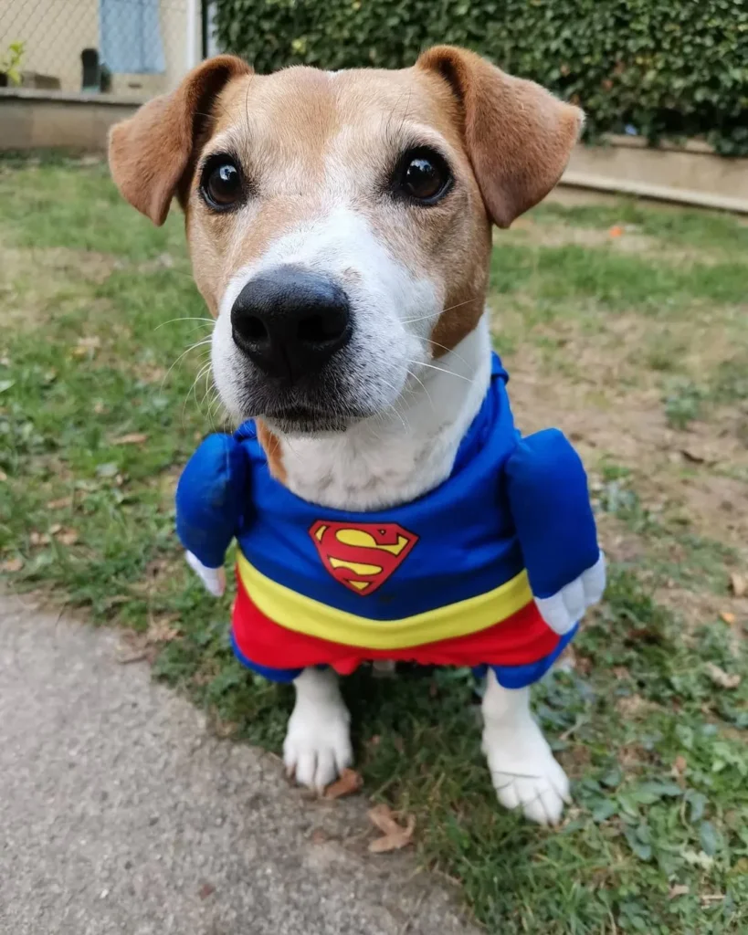 Jack Russell Halloween costume Superman