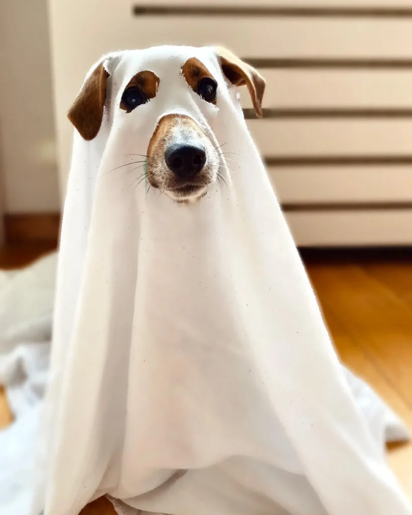 Jack Russell Halloween costume ghost