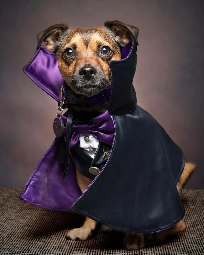 Jack Russell Halloween costume vampire